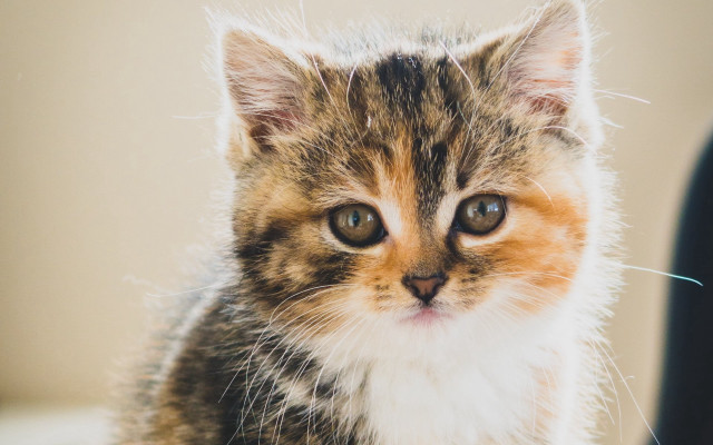 Kitten chair black wall light free wallpaper - medium preview image