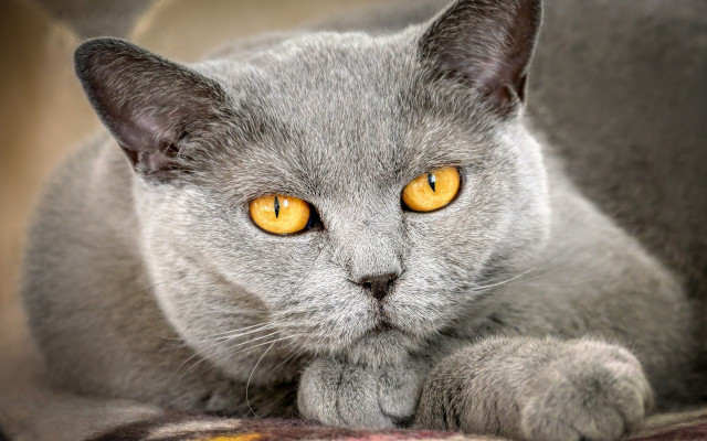 Gray cat yellow eyes laying free wallpaper - medium preview image