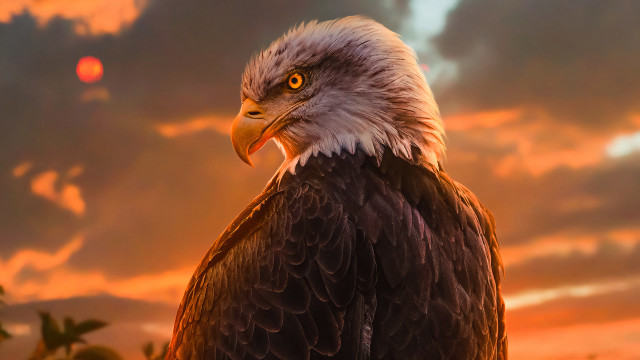 Bald eagle fiery wings red free wallpaper - medium preview image