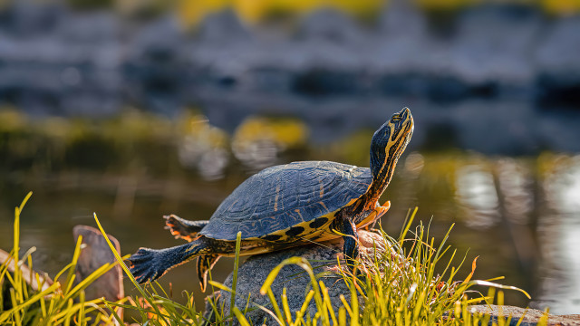 Turtle rock water grass rock free wallpaper - medium preview image