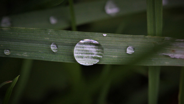 Leaf water droplets macro shallow #2 free wallpaper - medium preview image