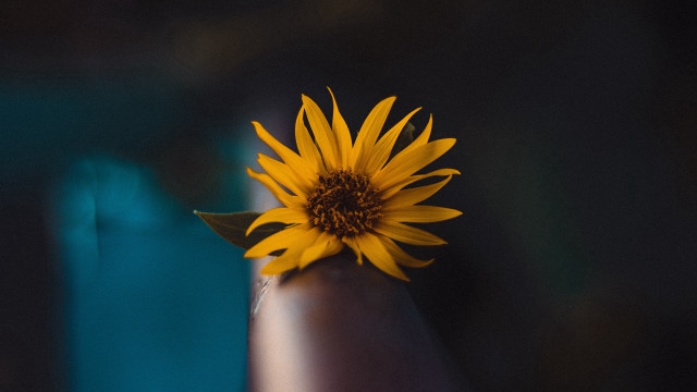 Yellow flower hand blue black free wallpaper - medium preview image