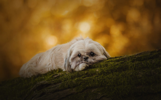 Small white dog mossy hill free wallpaper - medium preview image