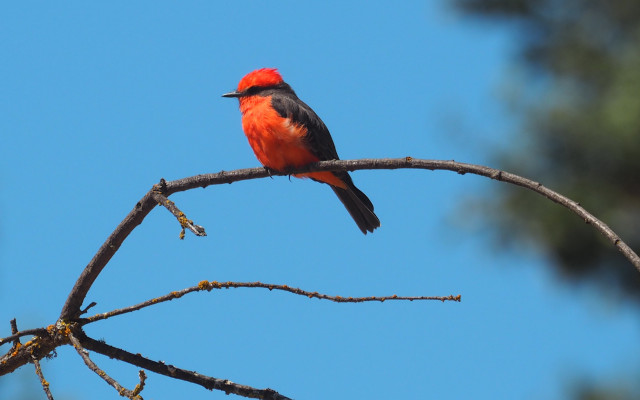 Red black bird on branch free wallpaper - medium preview image
