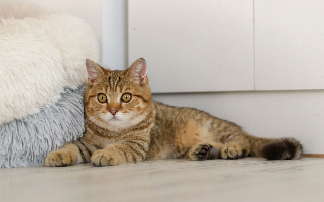 Cat stuffed animal door illusion free wallpaper - medium preview image