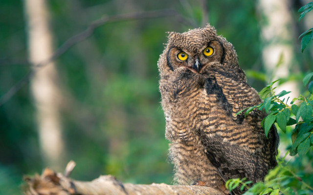Large owl tree branch forest free wallpaper - medium preview image