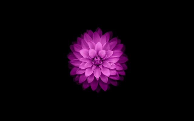 Purple flower white center dark free wallpaper - medium preview image