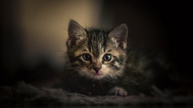 Small kitten blue eyes sad free wallpaper - medium preview image