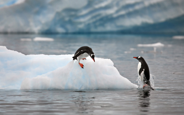 Penguins iceberg glacier arctic ocean free wallpaper - medium preview image