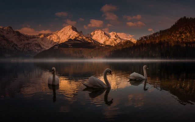 Swans lake mountains sunset magic free wallpaper - medium preview image