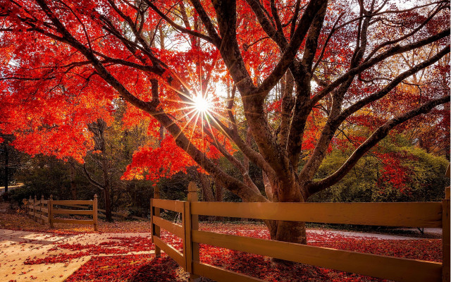 Autumn fence leaves tree sunset free wallpaper - medium preview image