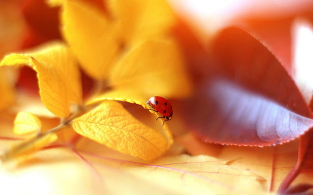 Ladybug leaf yellowflower greenleaf macro free wallpaper - medium preview image