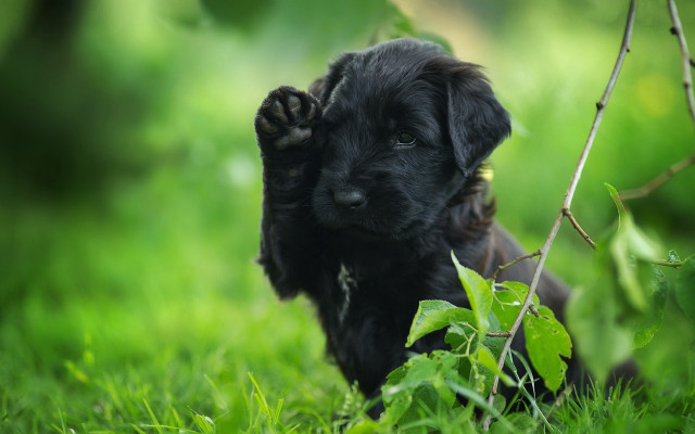 Black puppy running grass leaves free wallpaper - medium preview image