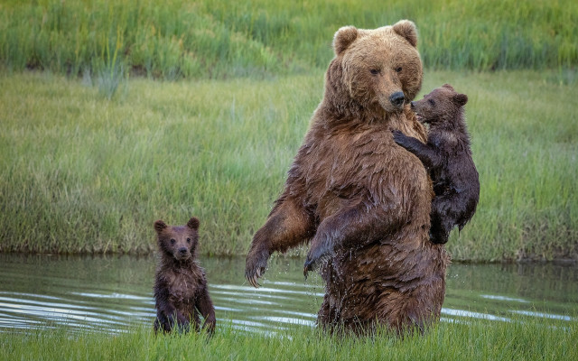 Bear cubs water grass field free wallpaper - medium preview image