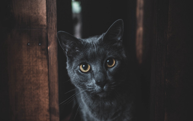 Black cat doorway serious vanitas free wallpaper - medium preview image