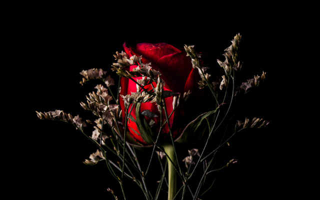 Red rose vase flower black free wallpaper - medium preview image