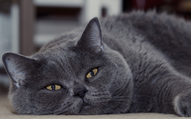 Gray cat wide eyed photorealistic free wallpaper - medium preview image