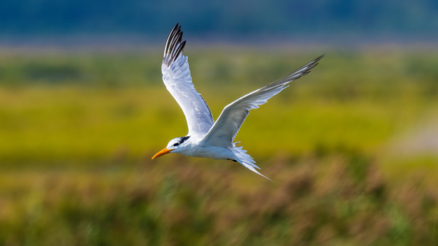 White bird flying green field free wallpaper - medium preview image