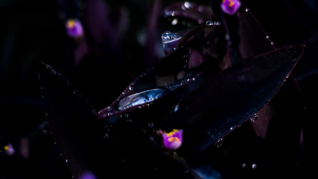 Purple flower water droplets dark free wallpaper - medium preview image