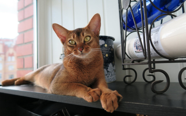 Cat shelf window vase birdcage free wallpaper - medium preview image