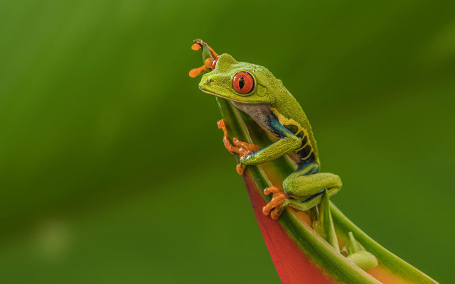 Frog flower stem tongue open free wallpaper - medium preview image