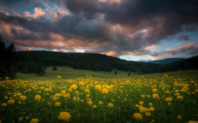 Yellow flower field cloudy sky #4 free wallpaper - medium preview image