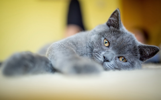 Gray cat white floor person free wallpaper - medium preview image