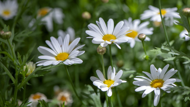 White flower bee macro bokeh free wallpaper - medium preview image