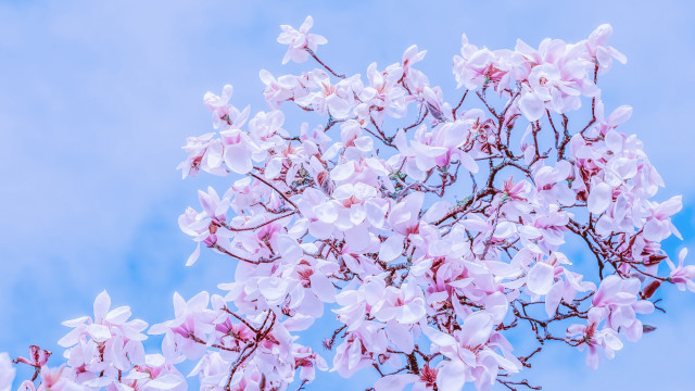 Pink flower tree blue sky #3 free wallpaper - medium preview image