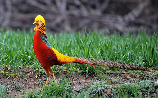 Colorful bird grass bird feeder free wallpaper - medium preview image