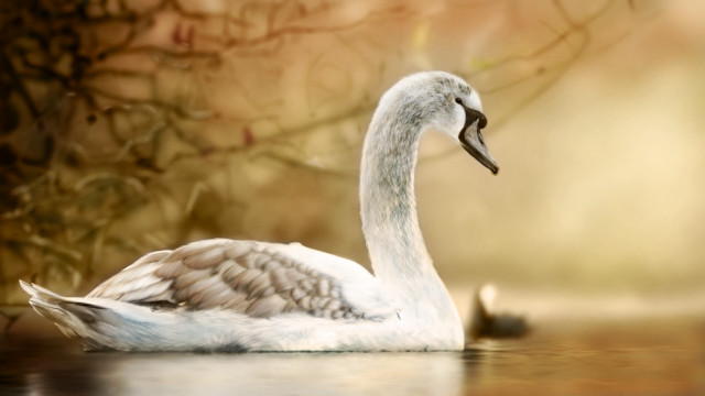 White swan lake forest brown free wallpaper - medium preview image