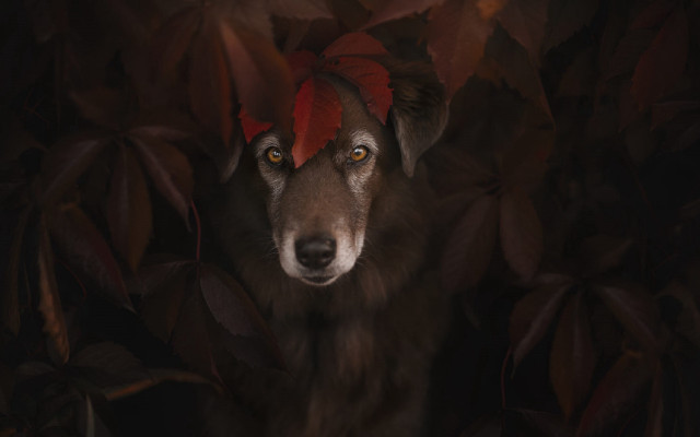 Dog redhat leaves dark artphotography free wallpaper - medium preview image