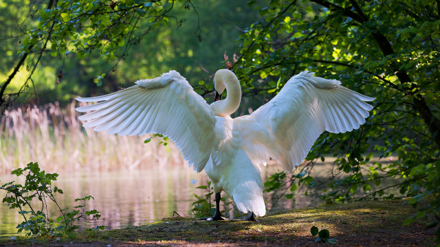 White bird wings water nature free wallpaper - medium preview image