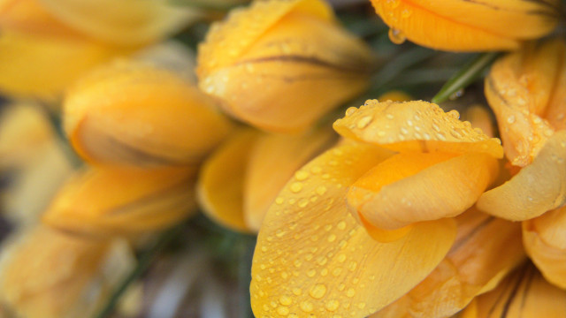 Yellow flowers water droplets macro free wallpaper - medium preview image