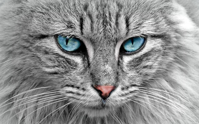 Cat blue eyes long hair free wallpaper - medium preview image