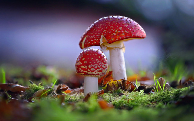 Mushrooms grass christmas strawberry macro free wallpaper - medium preview image