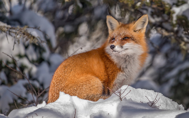 Red fox snow winter bokeh free wallpaper - medium preview image