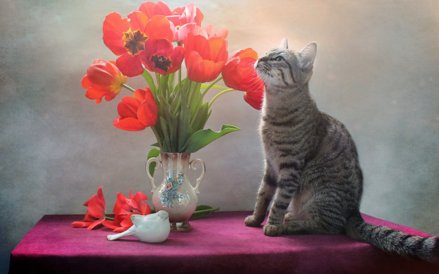 Cat vase flowers teapot stilllife free wallpaper - medium preview image