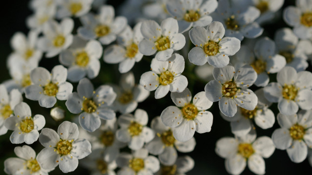 White flowers yellow centers macro #3 free wallpaper - medium preview image