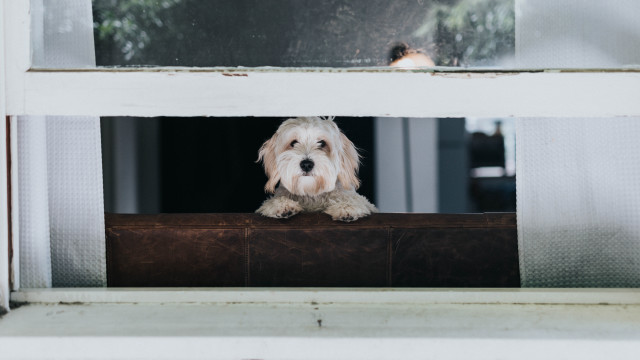 Dog sitting window sill arts free wallpaper - medium preview image