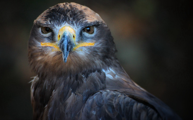 Bird of prey closeup yellow #3 free wallpaper - medium preview image