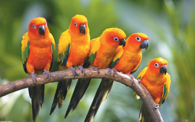 Birds branch tree leaves background free wallpaper - medium preview image