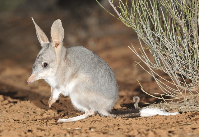 Small gray white animal bush free wallpaper - medium preview image