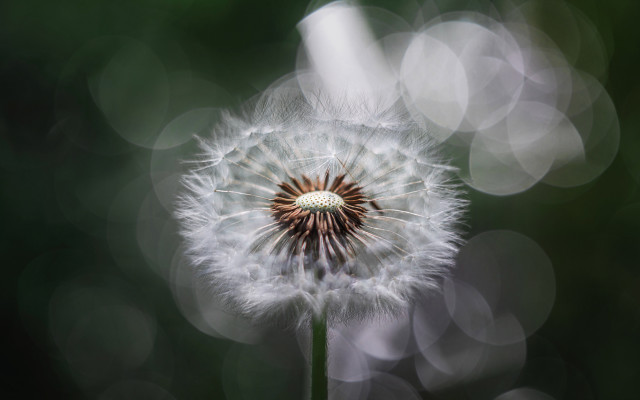 Dandelion blurry background impressionism bokeh free wallpaper - medium preview image