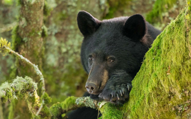 Black bear mossy tree woods free wallpaper - medium preview image