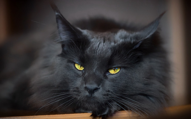 Black cat yellow eyes serious #10 free wallpaper - medium preview image