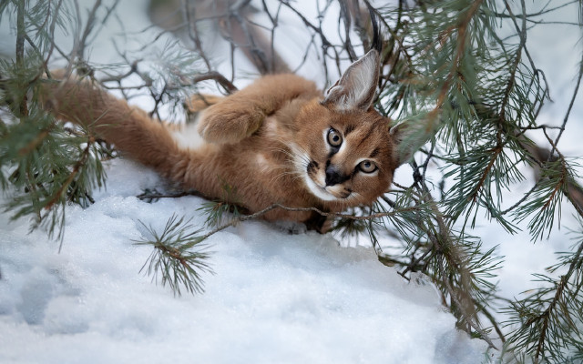 Small cat snow bamboo tree free wallpaper - medium preview image