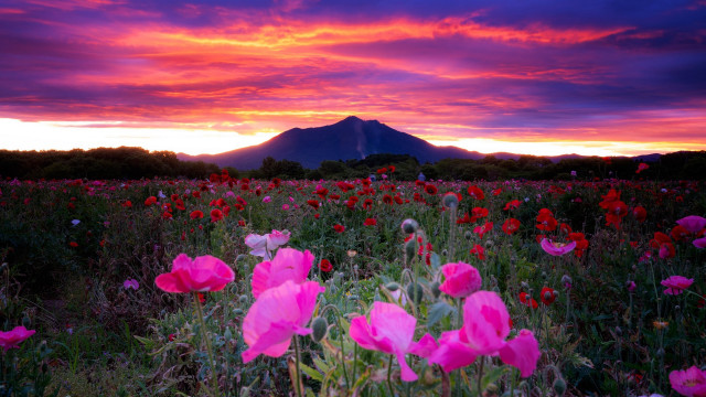 Flower field mountain sunset pink free wallpaper - medium preview image