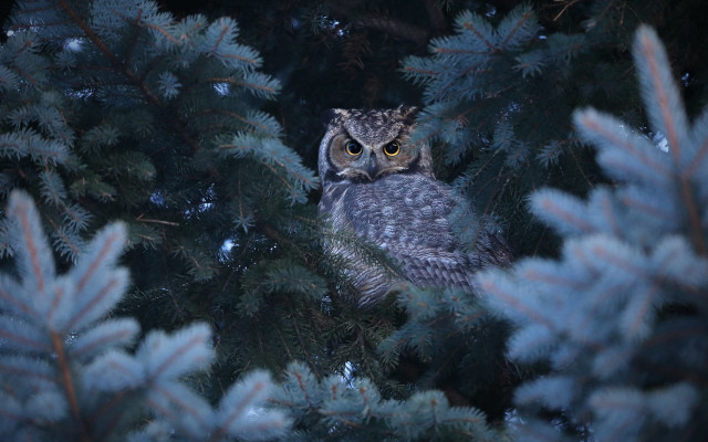 Owl tree snow nature night free wallpaper - medium preview image