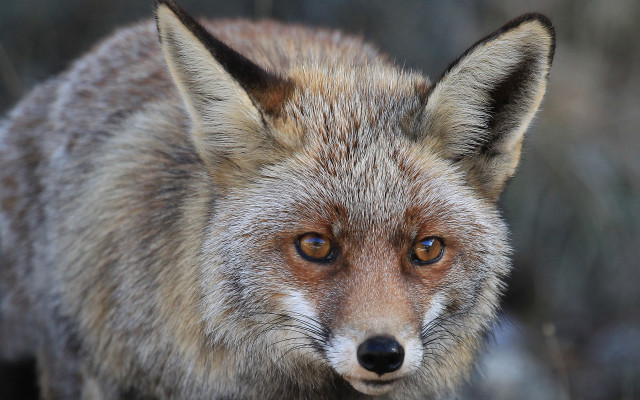 Fox closeup blurry background animal free wallpaper - medium preview image